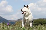 AKITA AMERICAIN 127